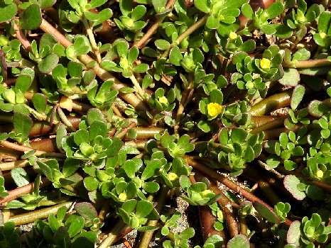 Purslane